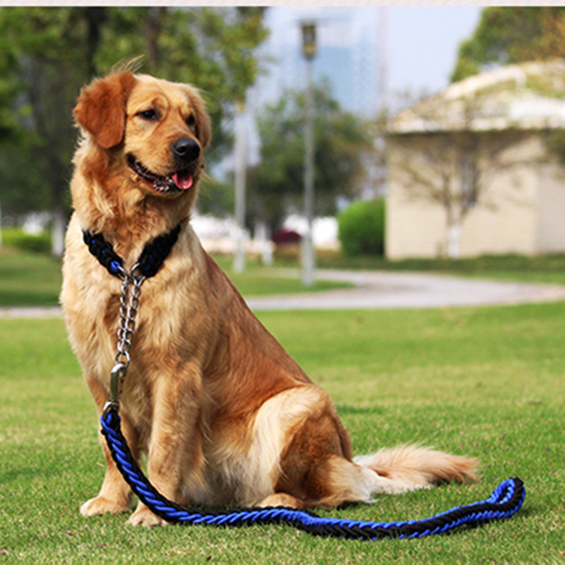 hur du tar hand om en hund?vad gör hunden äter för pregn