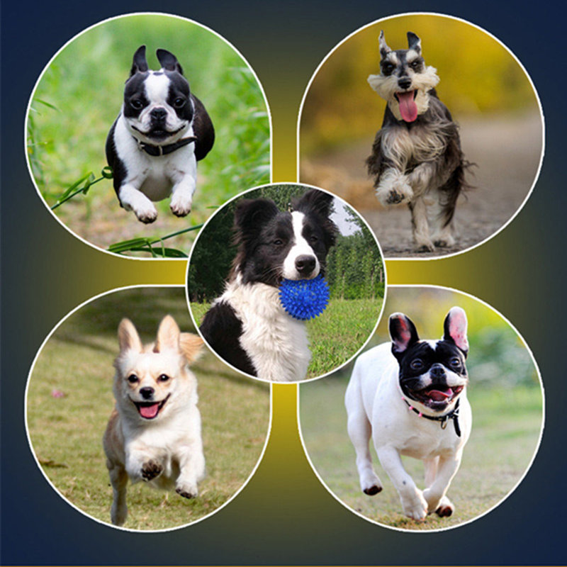 hur man kan minska den destruktiva kraft för hundar