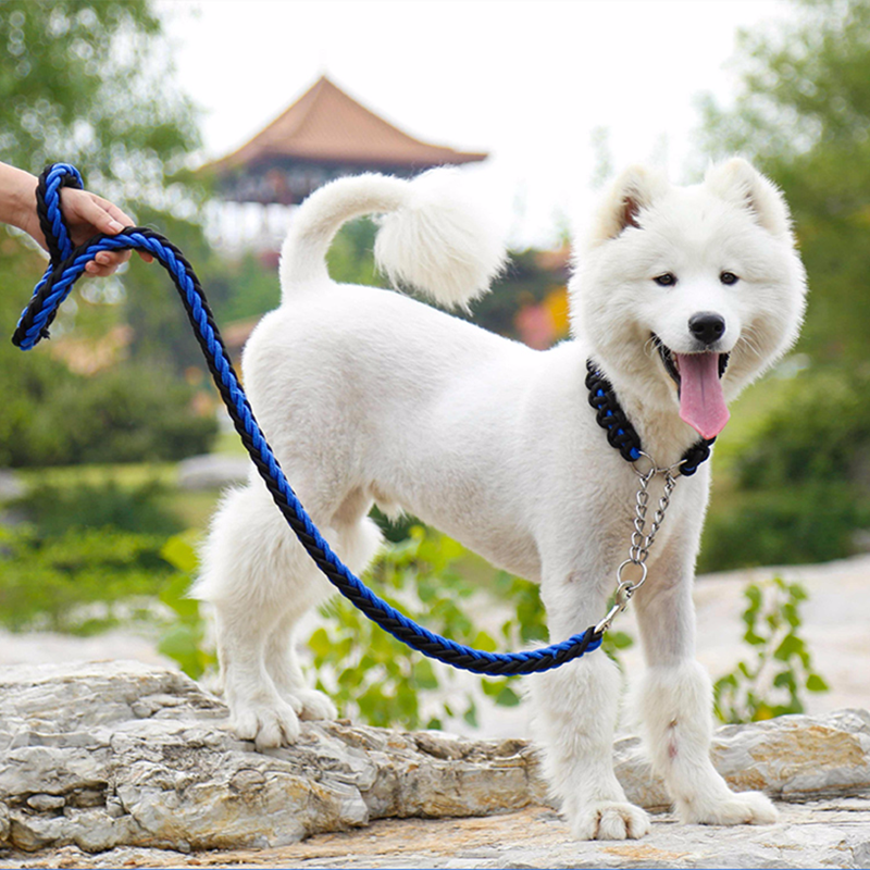 tips för att klippa din hund.