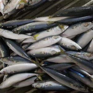 Fryst makrill hela omgången