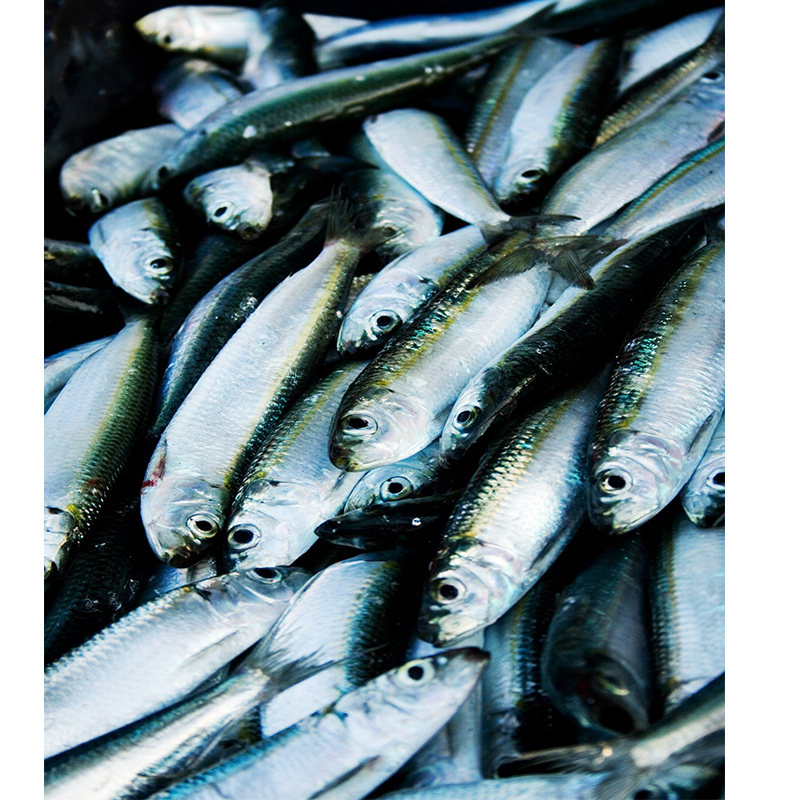 Djupfryst sardin