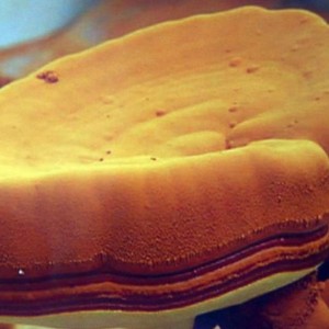 Ganoderma sporer