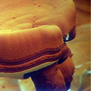 Ganoderma sporer