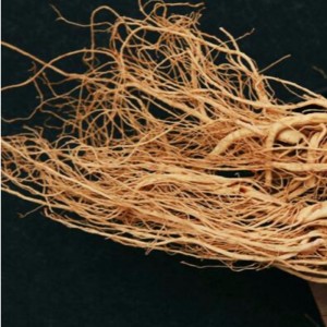 ginseng