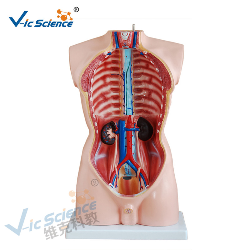 Medicinsk anatomi mänsklig kroppsmodell 85 cm manlig torso modell 19 delar