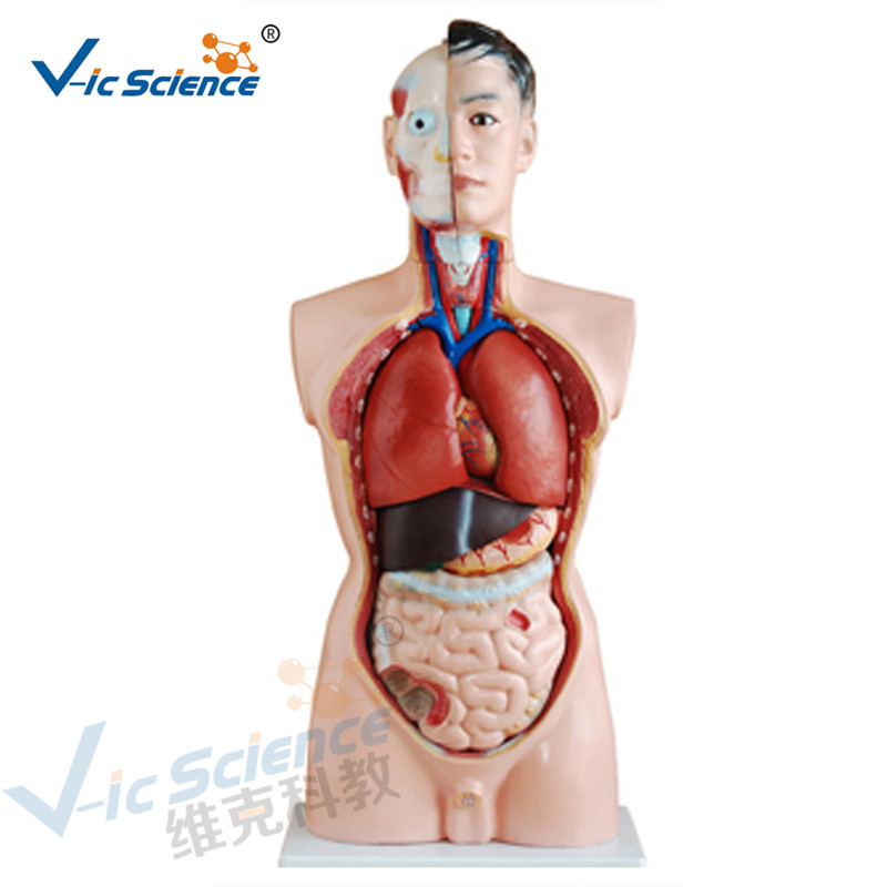 Medicinsk anatomi mänsklig kroppsmodell 85 cm manlig torso modell 19 delar