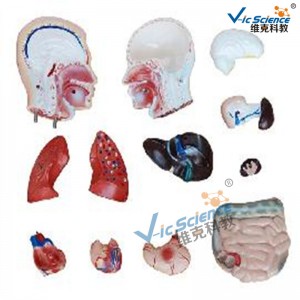 42cm manlig torso modell 13 delar medicinsk undervisningsmodell