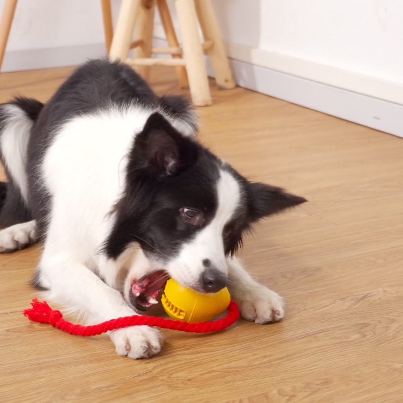 Gummi läcker snack hund leksak