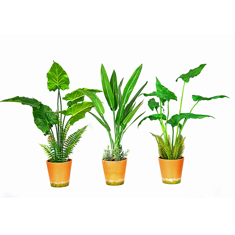 Hot Sale Factory Direct Supply Green Indoor Outdoor Home Dekorera Potted Green Plant