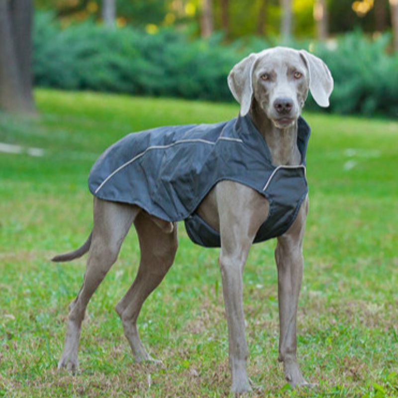 Oem/odm söt liten hund hoodie coat pet tyg sweatshirt valp katt pullover hund tyg grossist hund vinterrock