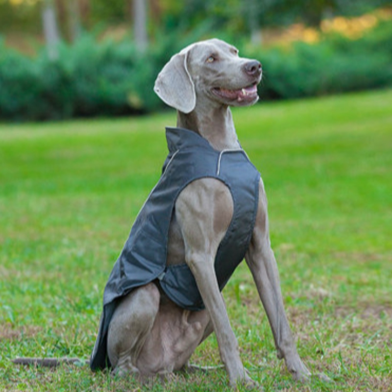 Oem/odm söt liten hund hoodie coat pet tyg sweatshirt valp katt pullover hund tyg grossist hund vinterrock