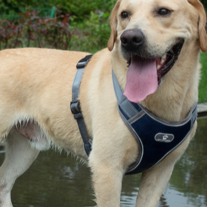 Partihandel OEM Tillverkning Anpassad High End Dog Harness Luxury Pet Dog Reversible Harness Reflective Dog Harness