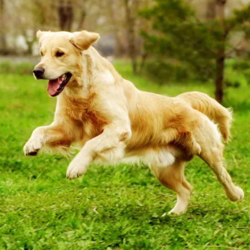 7 Viktiga kommandon som din hund behöver veta