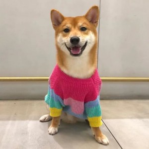 Tillverkare Anpassad vinterbomull stickade katter rockar tröja för husdjur