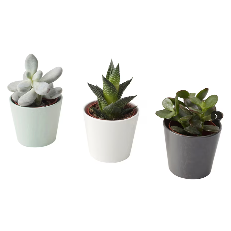 Konstgjorda suckulenta växter